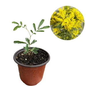 Mimosa Wattle Live Plant, Yellow Flowers, 3-5 Inch Tall in 4 Inch Pot, Outdoor Shrub - Image 7