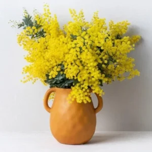 Mimosa Wattle Live Plant, Yellow Flowers, 3-5 Inch Tall in 4 Inch Pot, Outdoor Shrub - Image 1
