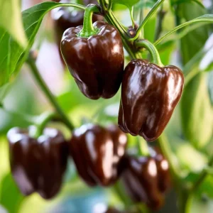 Mini Chocolate Sweet Bell Pepper Seeds - 20 Count, High-Yield, Compact - Image 1