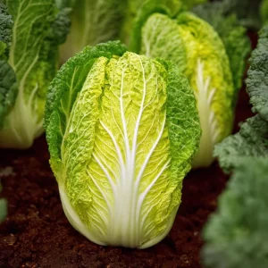 Mini Napa Cabbage Seeds - Compact Chinese Cabbage for Containers - 50 Seeds - Image 4