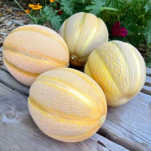 Minnesota Midget Melon Seeds - 25 Count, Sweet, Compact, Container Friendly - Image 2
