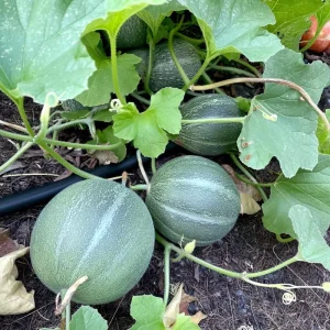 Minnesota Midget Melon Seeds - 25 Count, Sweet, Compact, Container Friendly - Image 3