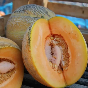 Minnesota Midget Melon Seeds - 25 Count, Sweet, Compact, Container Friendly - Image 1