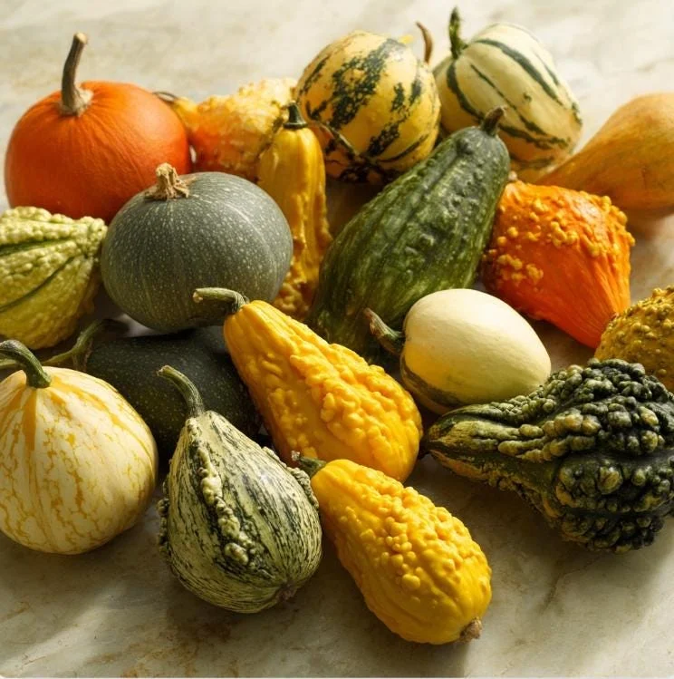 Mixed Gourd Seeds - Cucurbita Pepo, 15 Seeds, Colorful Garden Decor, Attracts Pollinators - Image 2