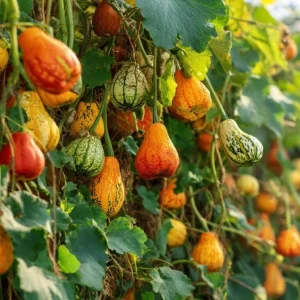 Mixed Gourd Seeds - Cucurbita Pepo, 15 Seeds, Colorful Garden Decor, Attracts Pollinators - Image 3
