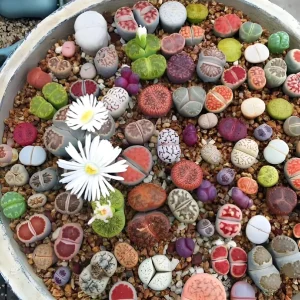 Mixed Lithops Seeds - Living Stone Succulents - 50 Seeds - Drought Tolerant - Image 2