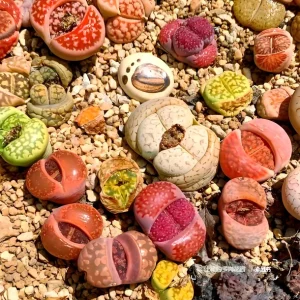 Mixed Lithops Seeds - Living Stone Succulents - 50 Seeds - Drought Tolerant - Image 3