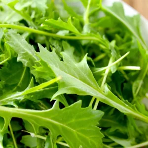 Mizuna Mustard Greens Seeds - Heirloom 250 Seeds - Fast-Growing Leafy Greens - Image 4