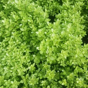 Mock Orange Live Plant – Fragrant Shrub – 1 Gallon Pot – Outdoor - Image 2