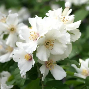 Mock Orange Live Plant – Fragrant Shrub – 1 Gallon Pot – Outdoor - Image 1