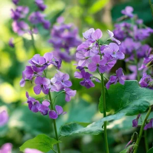 Money Plant Seeds - Lunaria Biennis, Silver Dollar Plant - 50 Count Outdoor Biennial - Image 2