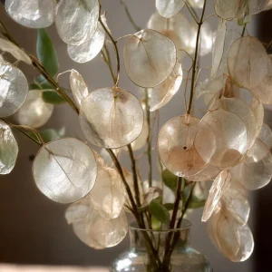 Money Plant Seeds - Lunaria Biennis, Silver Dollar Plant - 50 Count Outdoor Biennial - Image 1