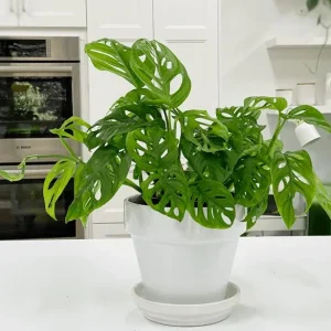 Monstera Adansonii Live Plant - Swiss Cheese Vine, 2 Plants in 4 Inch Pot, Indoor - Image 3