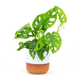 Monstera Adansonii Live Plant - Swiss Cheese Vine, 2 Plants in 4 Inch Pot, Indoor - Image 4