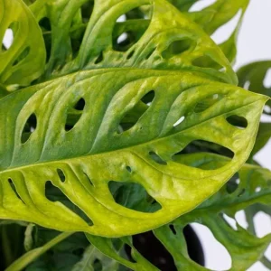 Monstera Adansonii Live Plant - Swiss Cheese Vine, 2 Plants in 4 Inch Pot, Indoor - Image 5