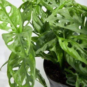 Monstera Adansonii Live Plant - Swiss Cheese Vine, 2 Plants in 4 Inch Pot, Indoor - Image 7