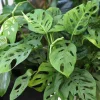 Monstera Adansonii Live Plant - Swiss Cheese Vine, 2 Plants in 4 Inch Pot, Indoor - Image 1