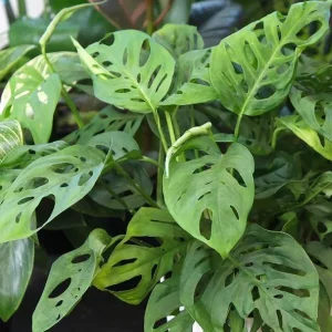Monstera Adansonii Live Plant - Swiss Cheese Vine, 2 Plants in 4 Inch Pot, Indoor - Image 1