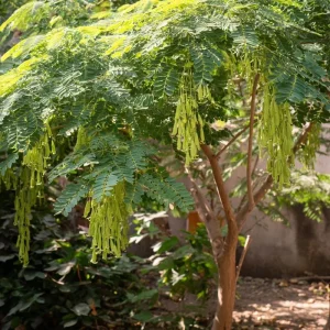 Moringa Oleifera Seeds - 10 Count Superfood Tree Seeds - Grow Your Own Miracle Tree - Image 1