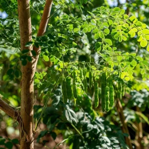 Moringa Oleifera Seeds - 10 Count Superfood Tree Seeds - Grow Your Own Miracle Tree - Image 2