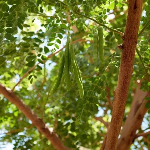 Moringa Oleifera Seeds - 10 Count Superfood Tree Seeds - Grow Your Own Miracle Tree - Image 3