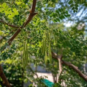 Moringa Oleifera Seeds - 10 Count Superfood Tree Seeds - Grow Your Own Miracle Tree - Image 4