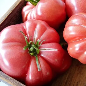 Mortgage Lifter Tomato Seeds - Heirloom Large Beefsteak - 30 Seeds - Outdoor - Image 2