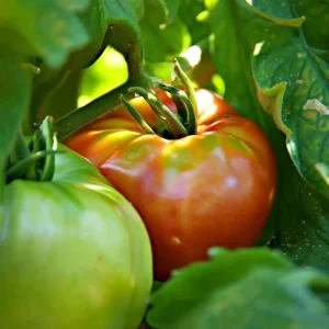 Mortgage Lifter Tomato Seeds - Heirloom Large Beefsteak - 30 Seeds - Outdoor - Image 3
