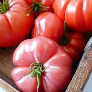 Mortgage Lifter Tomato Seeds - Heirloom Large Beefsteak - 30 Seeds - Outdoor - Image 4