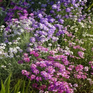 Moss Verbena Seeds - 400 Count, Low-Growing Groundcover, Pollinator Friendly - Image 2