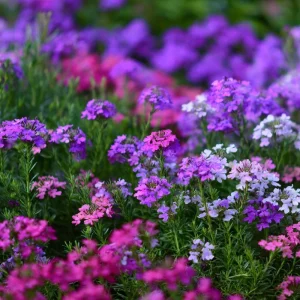 Moss Verbena Seeds - 400 Count, Low-Growing Groundcover, Pollinator Friendly - Image 3