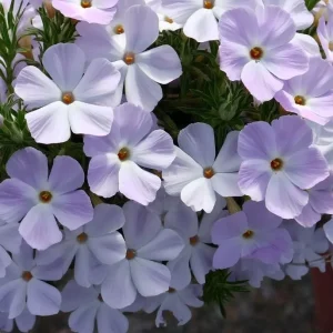 Mountain Phlox Seeds – Linanthus grandiflorus 500 Seeds – Low Growing Wildflower for Rock Gardens - Image 2