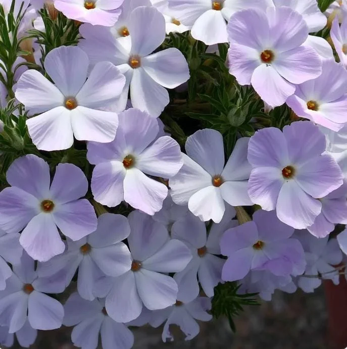 Mountain Phlox Seeds – Linanthus grandiflorus 500 Seeds – Low Growing Wildflower for Rock Gardens - Image 2