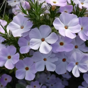 Mountain Phlox Seeds – Linanthus grandiflorus 500 Seeds – Low Growing Wildflower for Rock Gardens - Image 3