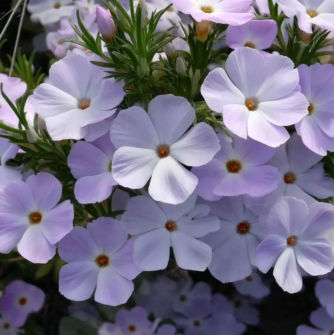 Mountain Phlox Seeds – Linanthus grandiflorus 500 Seeds – Low Growing Wildflower for Rock Gardens - Image 3