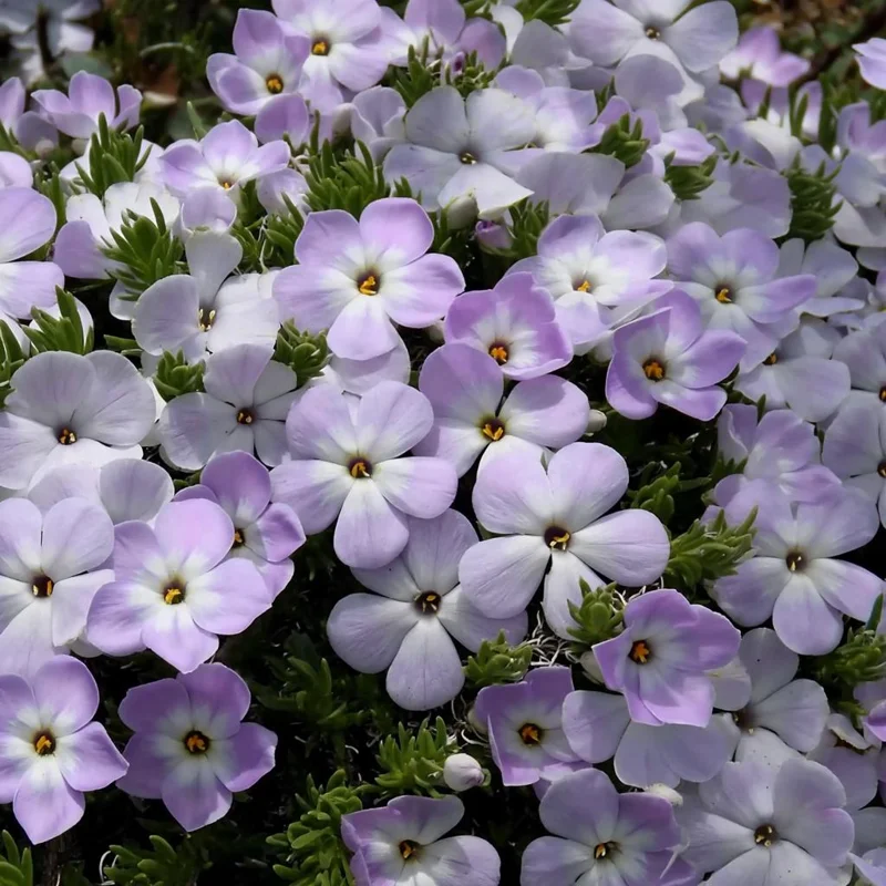 Mountain Phlox Seeds – Linanthus grandiflorus 500 Seeds – Low Growing Wildflower for Rock Gardens - Image 4