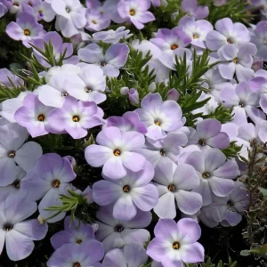 Mountain Phlox Seeds – Linanthus grandiflorus 500 Seeds – Low Growing Wildflower for Rock Gardens - Image 1
