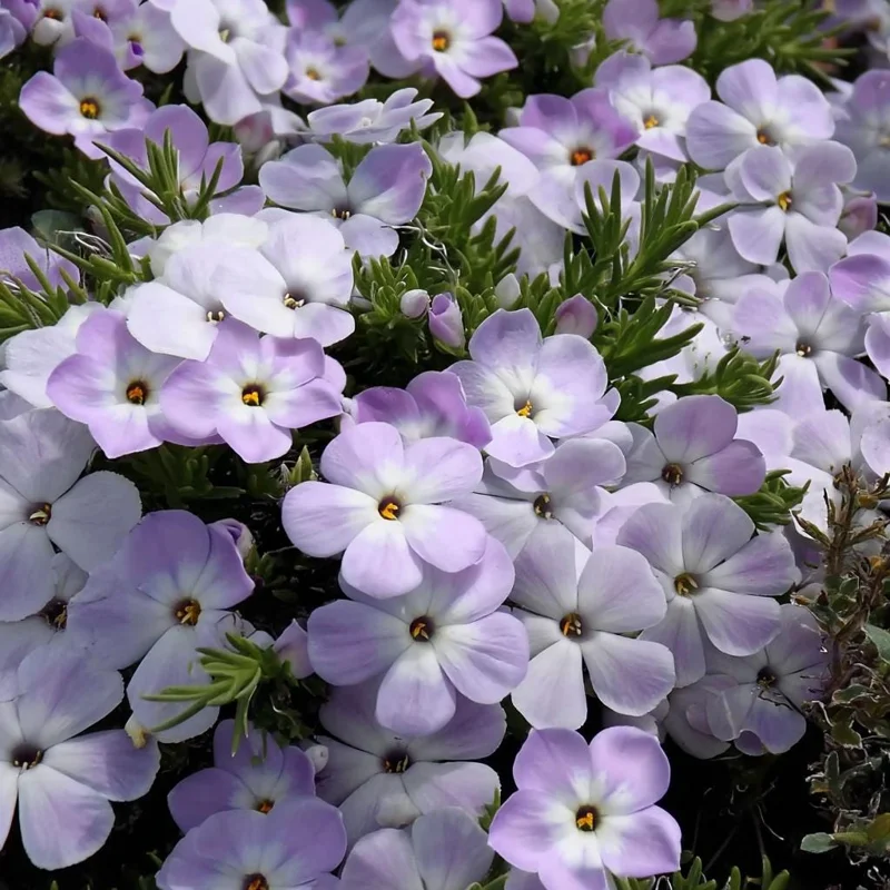 Mountain Phlox Seeds – Linanthus grandiflorus 500 Seeds – Low Growing Wildflower for Rock Gardens - Image 1