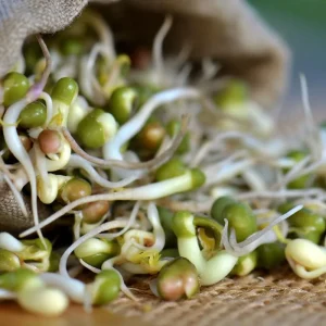 Mung Bean Sprouting Seeds - 500 Seeds - Easy-to-Grow Nutritious Sprouts - Image 2