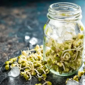 Mung Bean Sprouting Seeds - 500 Seeds - Easy-to-Grow Nutritious Sprouts - Image 4