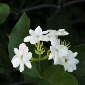 Mysore Mulli Sambac Jasmine Live Plant, Half Gallon Pot, Fragrant Outdoor/Indoor - Image 2