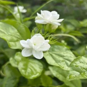 Mysore Mulli Sambac Jasmine Live Plant, Half Gallon Pot, Fragrant Outdoor/Indoor - Image 3