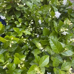 Mysore Mulli Sambac Jasmine Live Plant, Half Gallon Pot, Fragrant Outdoor/Indoor - Image 5