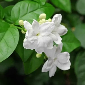 Mysore Mulli Sambac Jasmine Live Plant, Half Gallon Pot, Fragrant Outdoor/Indoor - Image 1