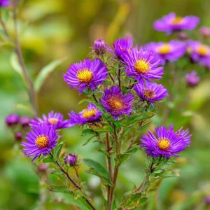 New England Aster Seeds - 300 Count, Vibrant Purple Blooms, Pollinator Friendly, Perennial Wildflower - Image 2
