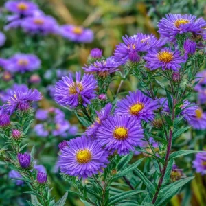 New England Aster Seeds - 300 Count, Vibrant Purple Blooms, Pollinator Friendly, Perennial Wildflower - Image 4