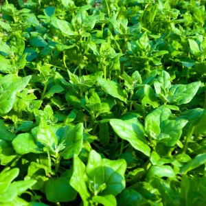New Zealand Spinach Seeds - 50 Heat-Tolerant, Easy-Grow Vegetable Seeds - Image 2
