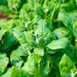 New Zealand Spinach Seeds - 50 Heat-Tolerant, Easy-Grow Vegetable Seeds - Image 3