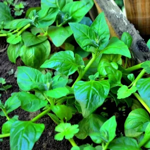 New Zealand Spinach Seeds - 50 Heat-Tolerant, Easy-Grow Vegetable Seeds - Image 4