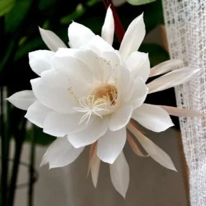 Night Blooming Cereus Live Plant - Queen of the Night Cactus, 4 Inch Pot, Indoor/Outdoor - Image 2